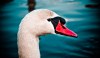 5260419261232650663.jpg - By: fun_thomas