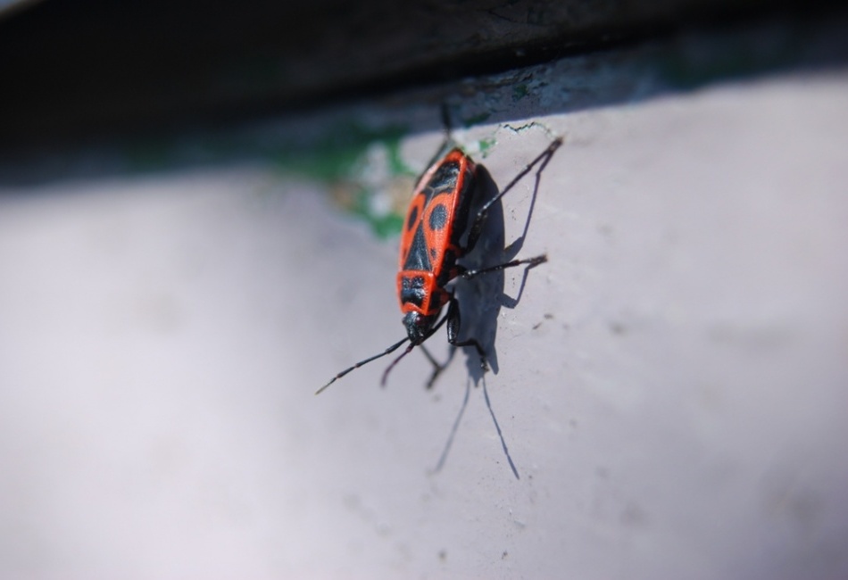 bug
