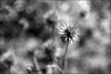 1862160361241587146.JPG - By: calaf