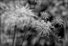 7587335281241587147.jpg - By: calaf