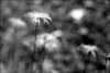 9614143851241587147.jpg - By: calaf