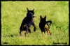 5962943031257525165.JPG - By: gekko