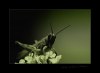 7827224251259791040.jpg - By: edemsbedems