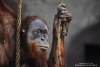 Orangutan Part I. - By: macciani