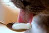The catś tongue - By: karlosphonic