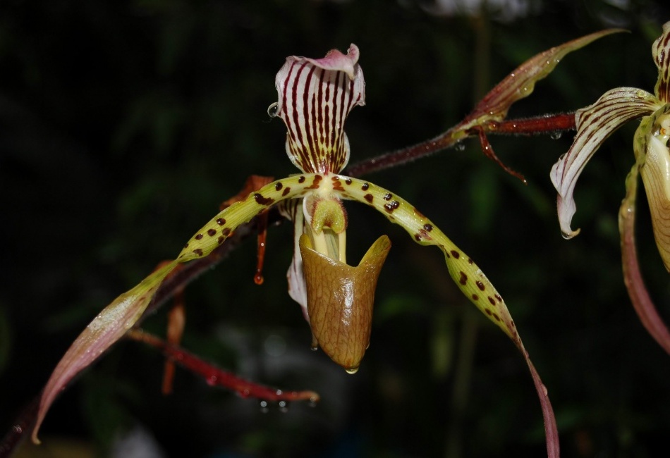 botanická zahrada