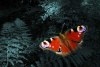 Butterfly - By: petrnikl