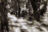 Fog - By: petrnikl