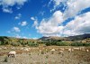Lago di Compotosto - Lambs, Italy - By: Mike70