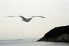 5639870271252910674.jpg - By: jirise