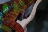 Furcifer Pardalis Ambilobe - chameleón pardálí - By: acheta
