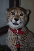 Gepard - By: acheta