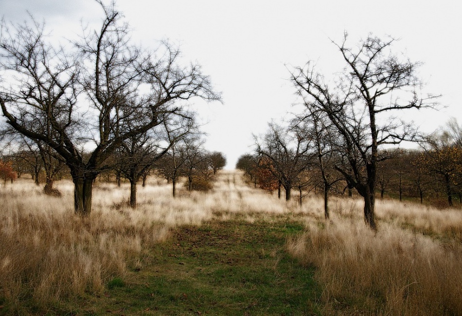 trees