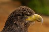 Eagle - By: Zimba