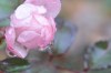2920113221226352032.jpg - By: Standa