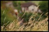 3374592141224077198.jpg - By: Trebble.cz
