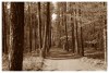 2237998311224077223.jpg - By: Trebble.cz