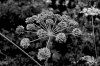 1523831371228561709.JPG - By: houska
