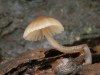 3597776511230040764.jpg - By: luciak