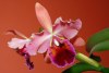 cattleya in living room - By: toroa