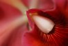 cattleya in living room - macro - By: toroa