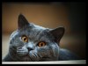Benjamin - By: trizzo