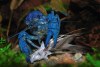 Procambarus alleni - By: brutusman