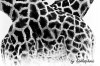 Zoo struktura - By: karlosphonic