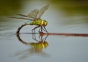 Anax imperator - By: Stig001