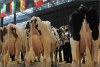 Výstava hospodářských zvířat - By: stachl