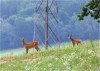 Naš krajina - By: horaev