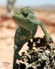 Chameleon na Sahaře - By: marecek