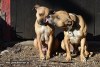PitBulls Love - By: Roman-H2