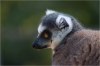 lemur - By: tomy.22