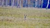 Jedna samotinka na louce - By: libornejdek
