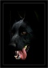 psi/dogs