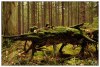 příšerka z lesa Království - By: Zdenekbl
