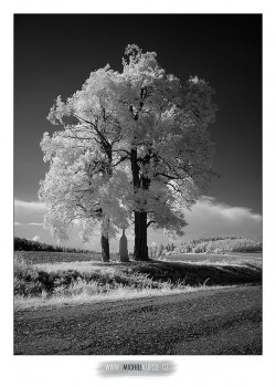 Nikon D70s upravený na IR fotografii + AF-S 16-85mm f/3,5-5,6 VR