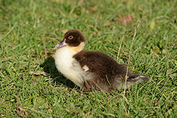 200mm; f/8; 1/500; ISO 200