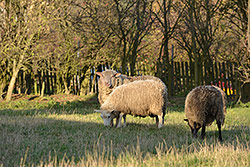 200mm; f/8; 1/320; ISO 400