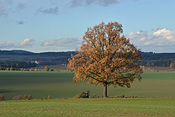 130mm; f/11; 1/320; ISO 400