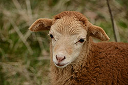 Nikon D600 + AF-S Nikkor 80-400mm f/4,5-5,6 G ED VR