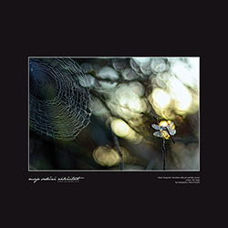 Petr Šedý - Sameček vážky při východu slunce