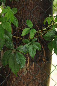 ISO 1600, f/2,8, 1/800 s