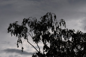 Silueta