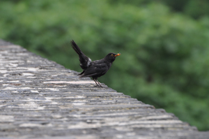 ISO 400, f/6,3, 1/400 s