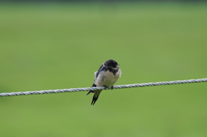 ISO 500, f/7,1, 1/800 s