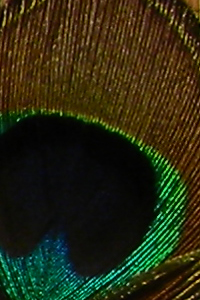ISO 80