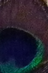 ISO 1600